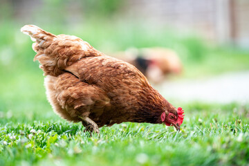 Ein glückliches Huhn im Garten