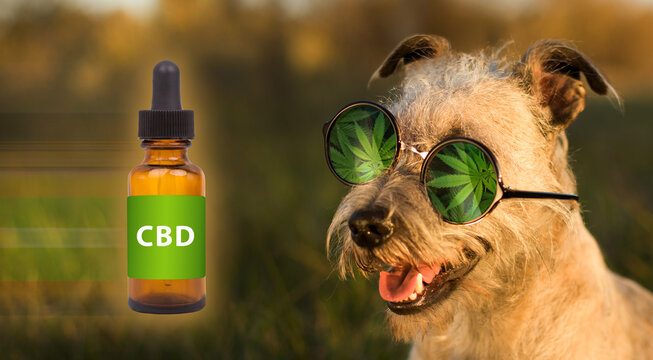 Funny dog with glasses - concept, CBD oil. Medical marijuana