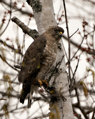 Hawk Photo Stock. Close-up profile view perched on a birch tree branch displaying brown feathers plumage, head, eye, beak, tail, talons, with a blur background in its habitat and environment. Image. 