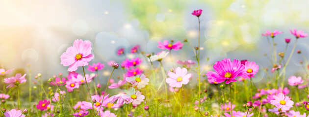 Cosmos flowers blooming  panorama with sunset in the morning and bokeh  in the garden.concept...