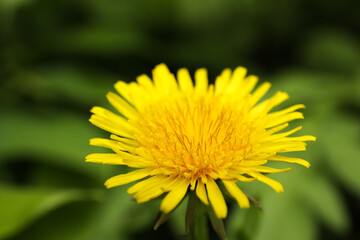 Beautiful yellow dandelion growing outdoors, closeup view