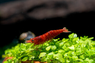 Obraz na płótnie Canvas Fire red dwarf shrimp stay on green leaf aquarium plant and look down with snail and dark background.