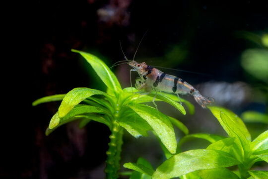 Raccoon dwarf shrimp stay on top of aquatic plant and look to the back in fresh water aquarium tank.