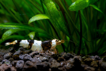 Black bee shrimp look for food in aquatic soil near aquatic plant in fresh water aquarium tank.