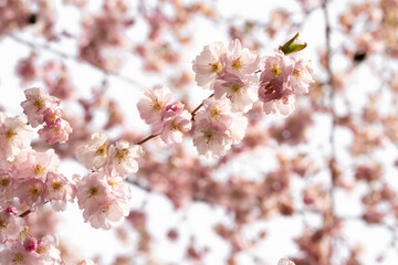 Rosa blühende Zierkirsche-Blüten