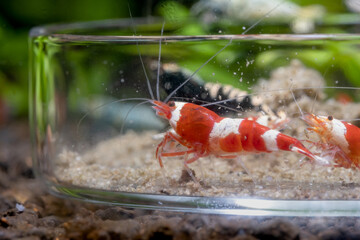 Red wine dwarf shrimp eat food in glass plate with other shrimp and shrimp food are diffused around the plate in fresh water aquarium tank.