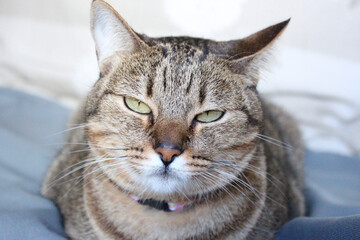 Gato cinza com olhar esnobe, engraçado, fadigado, cansado, irritado, bravo, consternado, indignado.