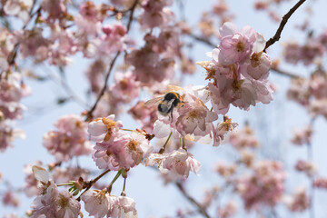 Biene in diversen Flugphasen vor rosa blühender Zierkirsche vollgepackt mit Blütenstaub
