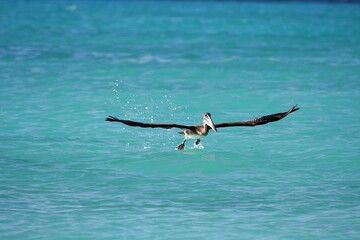 Fototapeta na wymiar Pelican on the hunt