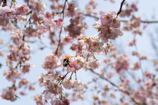 Biene in diversen Flugphasen vor rosa bl&uuml;hender Zierkirsche vollgepackt mit Bl&uuml;tenstaub