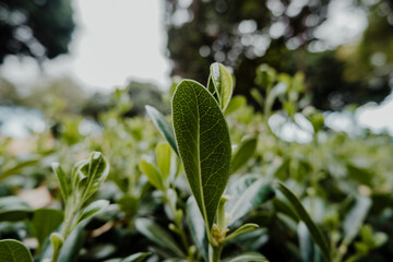 Obraz premium Hoja verde
