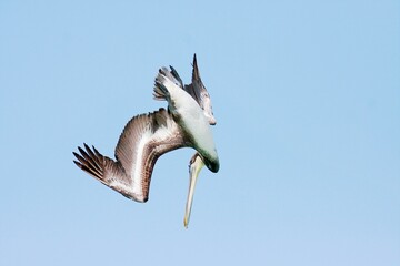 Pelican on the hunt