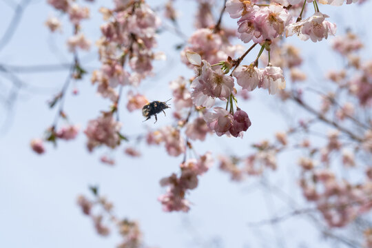 Biene in diversen Flugphasen vor rosa bl&uuml;hender Zierkirsche vollgepackt mit Bl&uuml;tenstaub