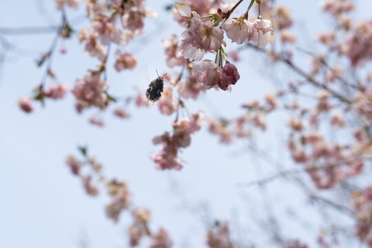 Biene in diversen Flugphasen vor rosa bl&uuml;hender Zierkirsche vollgepackt mit Bl&uuml;tenstaub
