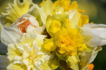 Beautiful different daffodils close up