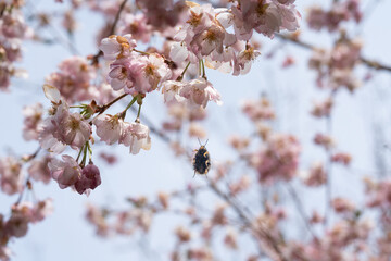 Biene in diversen Flugphasen vor rosa blühender Zierkirsche vollgepackt mit Blütenstaub