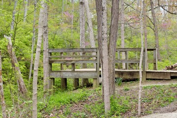 The old wood deck though the trees in the forest.
