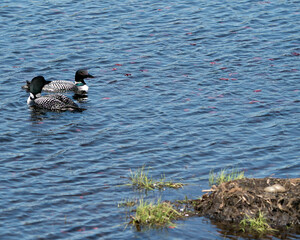 Loon Photo Stock. Loon Eggs. Loon Nest. Couple swimming by the nest with two brown eggs in the nest with marsh grasses, mud in its environment and habitat. Picture. Portrait.