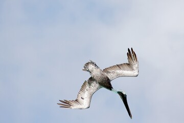 Pelican on the hunt