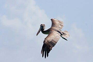 Pelican on the hunt