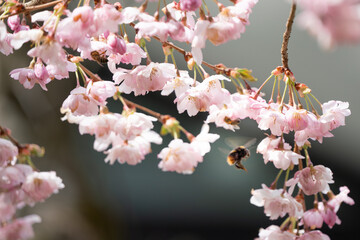 Biene kurz vor Landung auf rosa blühender Blüte einer Zierkirsche