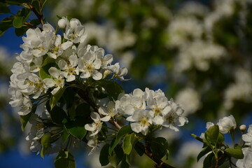Branch of pear tree flowers on a blurred background