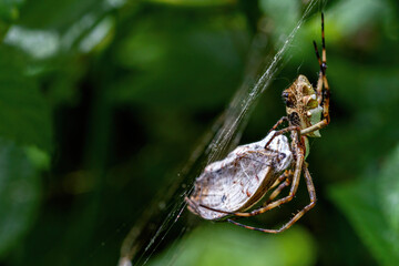 Spider eating a butterfly catched in the spider web