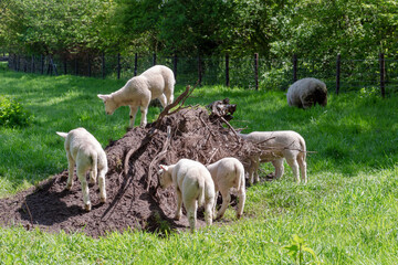 Obraz na płótnie Canvas Grown up lambs frolic in the pasture.