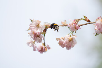 Biene  fliegt vor rosa blühender Zierkirsche