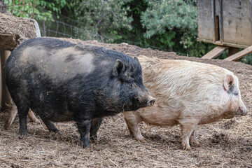 Wollschweine am Bauernhof