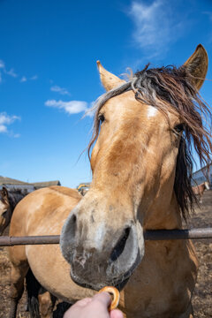 Horses in the paddock at the farm. Photographed close-up against the background of the sky.