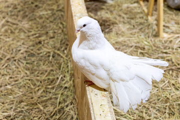 Fototapeta premium white pigeon in the park