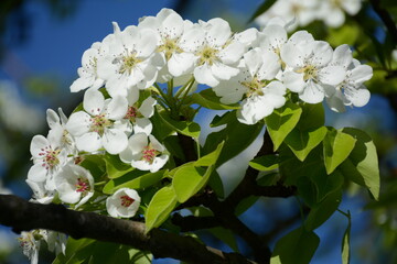 Bunch of pear flowers on a background of blue sky