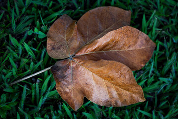 Autumn leaf in the green grass background