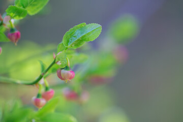 Closeup of blueberry bush flowers. Shallow depth of field. Selective focus on a small flower.