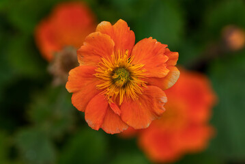 Geum  (Geum &lsquo;Rustico Orange&rsquo;)  cut flower