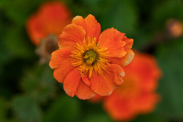 Geum  (Geum ‘Rustico Orange’)  cut flower