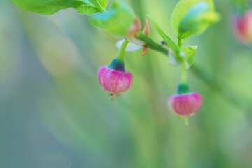 Closeup of blueberry bush flowers. Shallow depth of field.