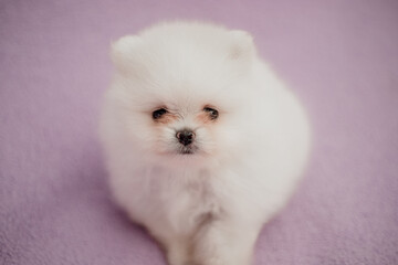 cute small purebred pomeranian puppy 