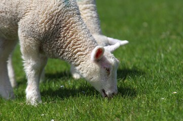 Lamm beim Grasen auf Deich