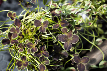 clay pots with white clover and boxwood in a wooden box with rope handles as a garden decoration.