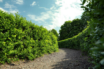 Fototapeta na wymiar Beautiful view of green hedge maze on sunny day