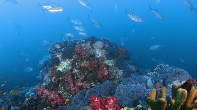 School of Trevally on a coral reef in Thailand