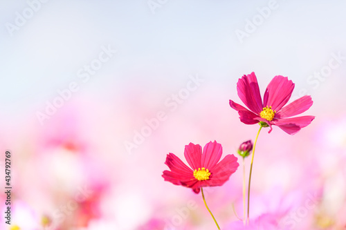 さわやか花の自然風景 秋桜の花 白い背景はコピースペース 日本年秋撮影 九州 熊本県 阿蘇ミルク牧場 Natural Scenery Of Refreshing Flowers Autumn Cherry Blossoms White Background Is Copy Space Photographed In Autumn In Japan Wall Mural さわやか花の自然風景 秋桜の花 白い背景はコピースペース 日本年秋撮影 九州 熊本県 阿蘇ミルク牧場 Natural Scenery Of Refreshing Flowers Autumn Cherry Blossoms White Background Is Copy Space Photographed In Autumn In Japan Wall Mural