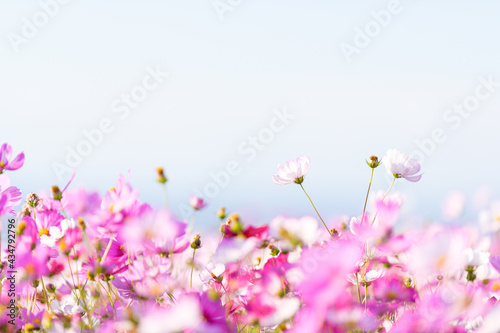 さわやか花の自然風景 秋桜の花 白い背景はコピースペース 日本年秋撮影 九州 熊本県 阿蘇ミルク牧場 Natural Scenery Of Refreshing Flowers Autumn Cherry Blossoms White Background Is Copy Space Photographed In Autumn In Japan Wall Mural さわやか花の自然風景 秋桜の花 白い背景はコピースペース 日本年秋撮影 九州 熊本県 阿蘇ミルク牧場 Natural Scenery Of Refreshing Flowers Autumn Cherry Blossoms White Background Is Copy Space Photographed In Autumn In Japan Wall Mural