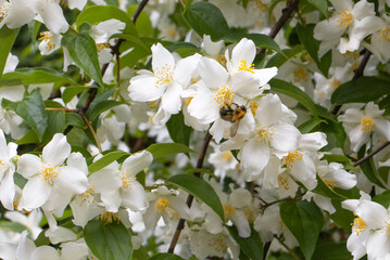 blooming white jasmine flowers in the garden