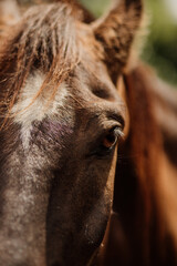 Naklejka premium beautiful mangalarga purebred paint horse 