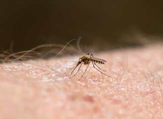 Common house mosquito bites into a human's arm and sucks blood
