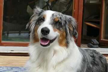 portrait of an Australian Shepherd  