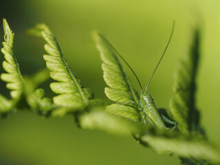 Small green grasshopper on a large fern
